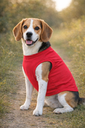 Doggie Shirts